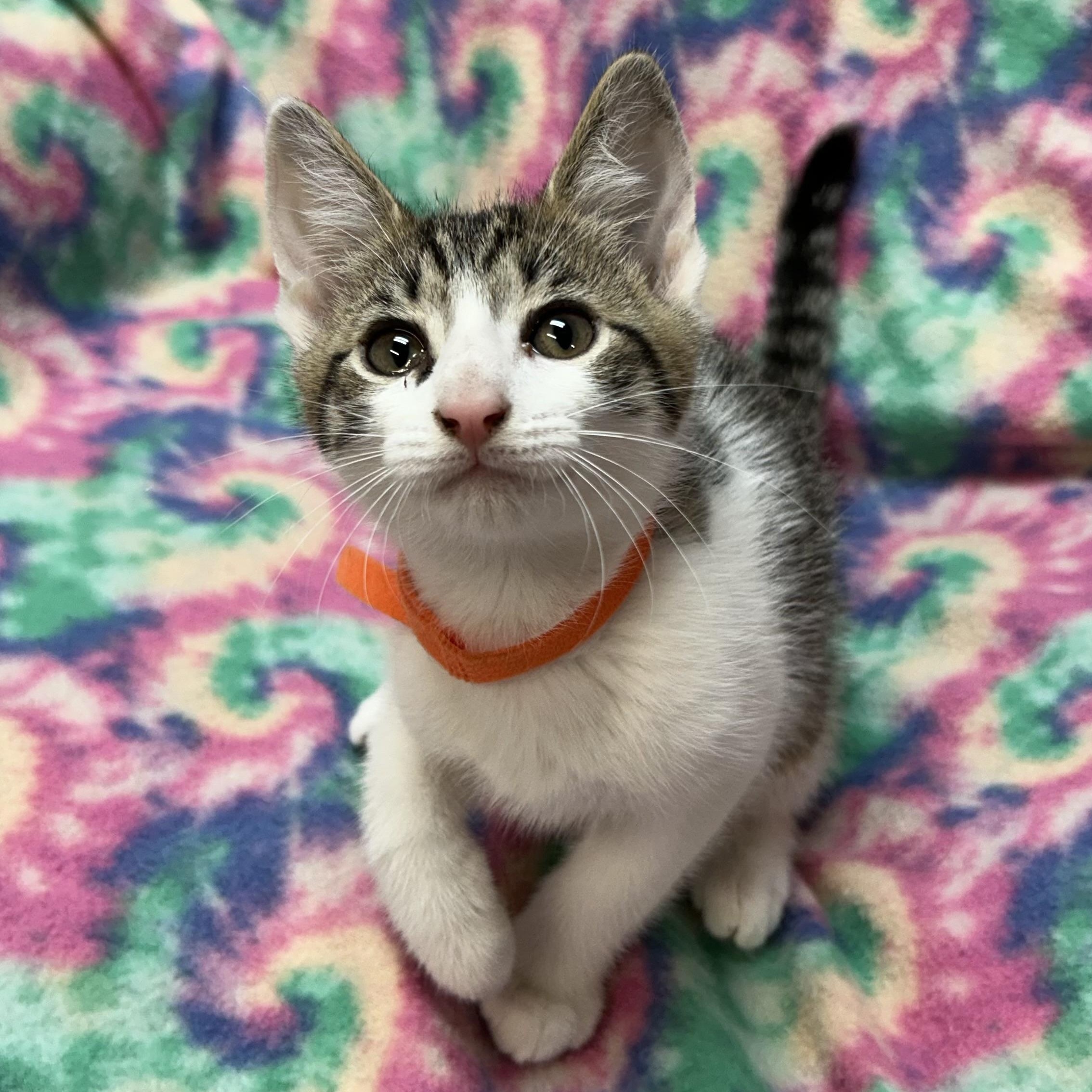 Cobalt, ADOPTABLE, Kitten Male Domestic Short Hair.