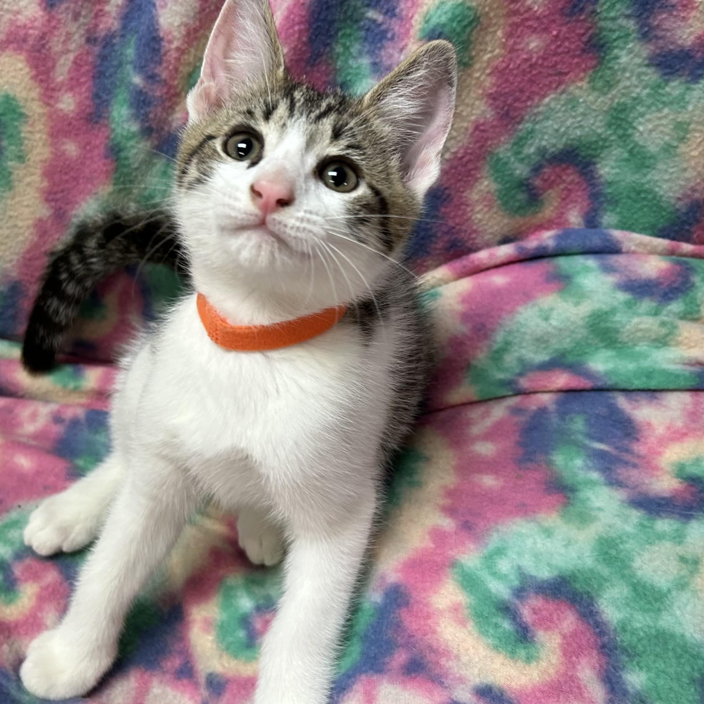 Enlarge Cobalt, a ADOPTABLE Domestic Short Hair in White Oak, PA image 3/3