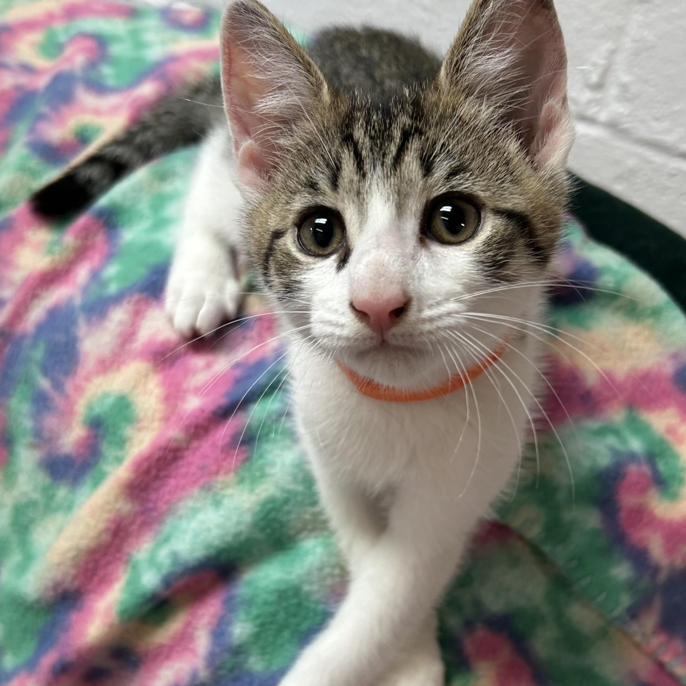 Enlarge Cobalt, a ADOPTABLE Domestic Short Hair in White Oak, PA image 2/3