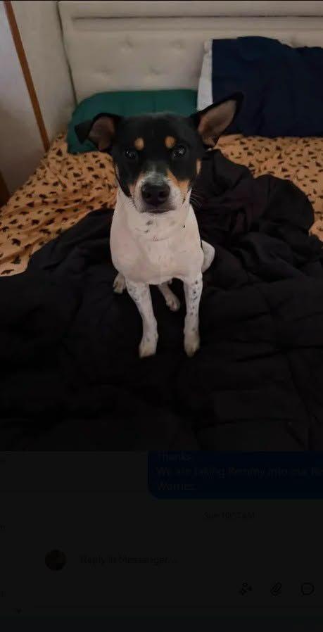 Remmy, an adopted mixed breed in Toms River, NJ image 5/5