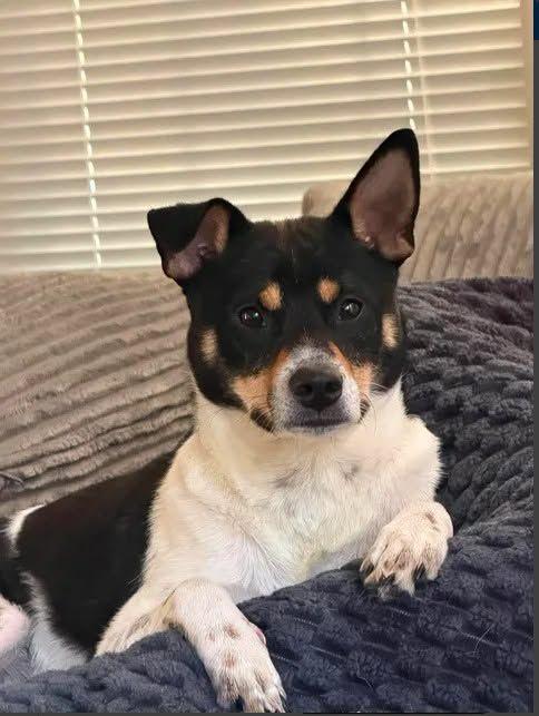 Remmy, adopted, Young Male Shiba Inu & Rat Terrier.
