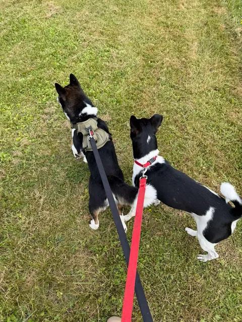 Remmy, an adopted mixed breed in Toms River, NJ image 4/5