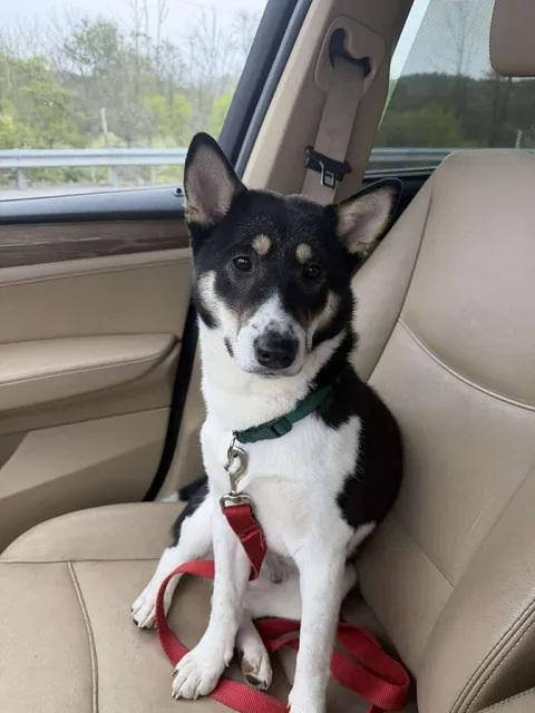 Remmy, an adopted mixed breed in Toms River, NJ image 3/5