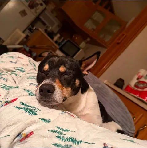 Remmy, an adopted mixed breed in Toms River, NJ image 2/5