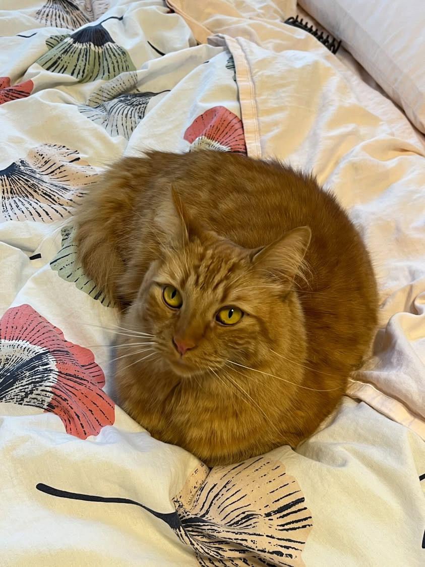 Enlarge Rupert, a Adoptable Domestic Medium Hair in Los Angeles, CA image 1/5