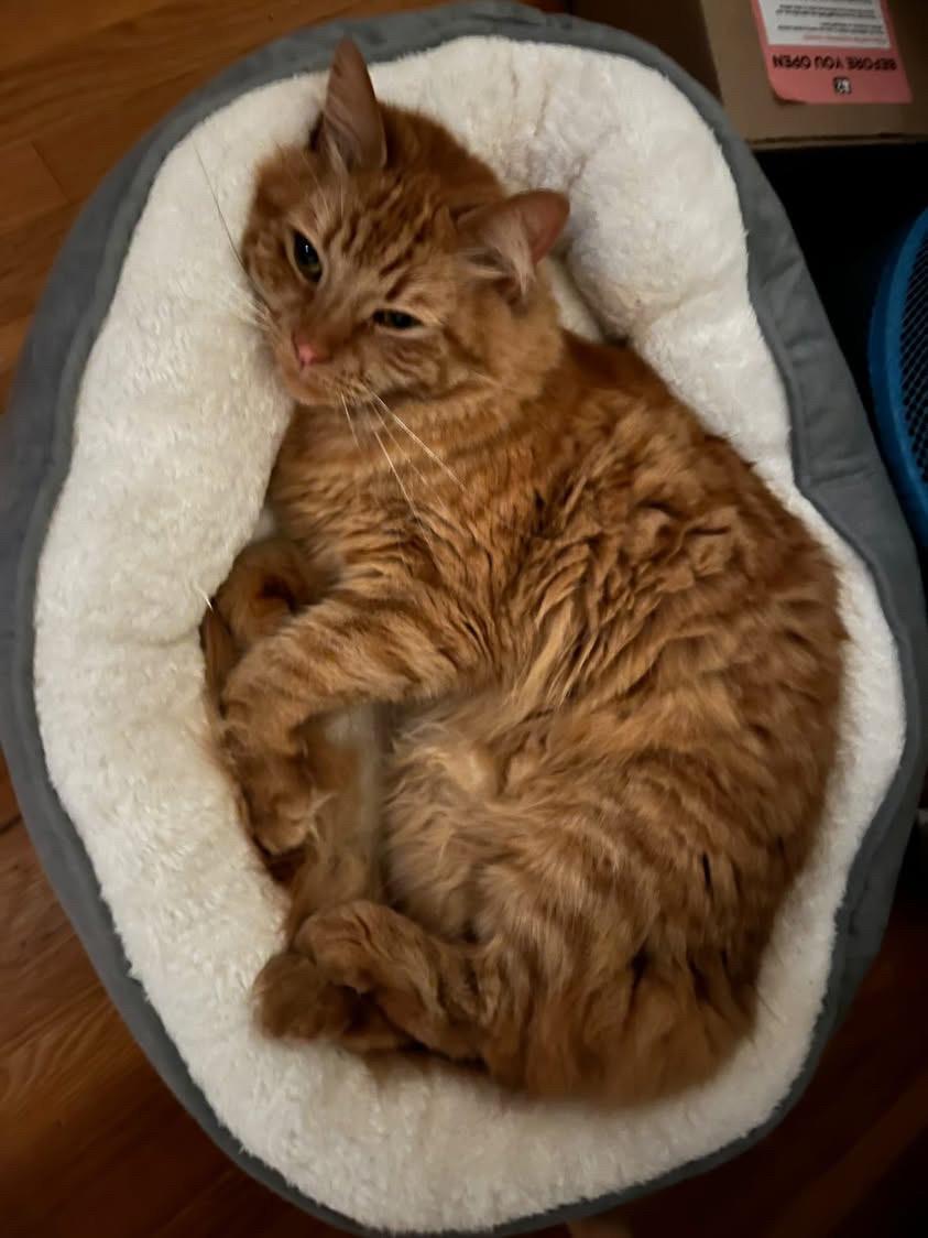 Enlarge Rupert, a Adoptable Domestic Medium Hair in Los Angeles, CA image 2/5