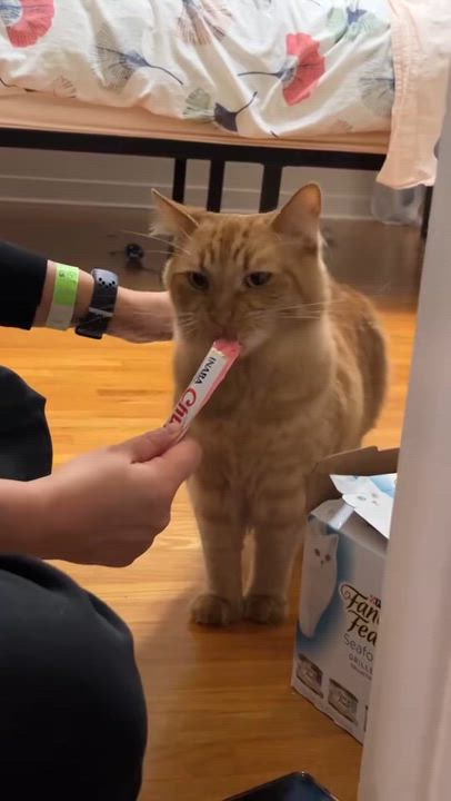 Enlarge Rupert, a Adoptable Domestic Medium Hair in Los Angeles, CA video 3/5