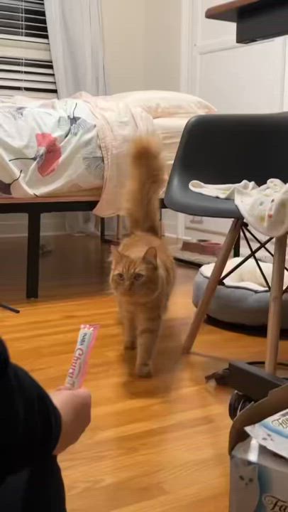 Enlarge Rupert, a Adoptable Domestic Medium Hair in Los Angeles, CA video 4/5