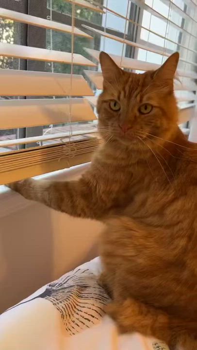Enlarge Rupert, a Adoptable Domestic Medium Hair in Los Angeles, CA video 5/5