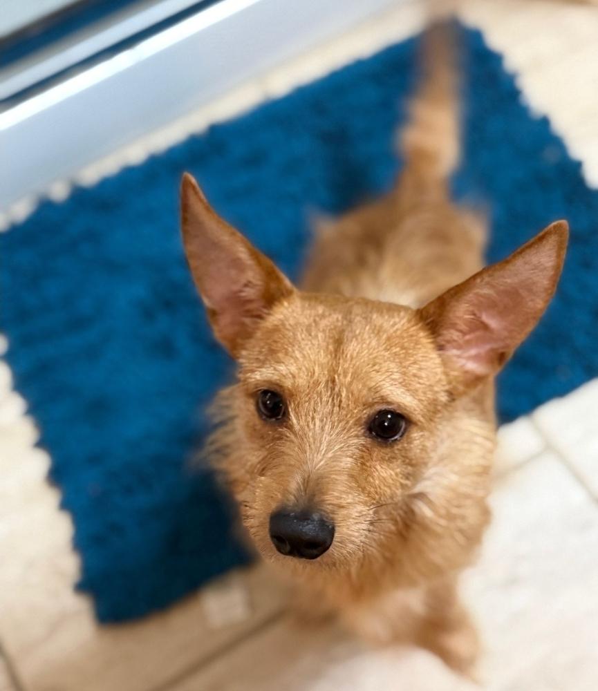 Charizard, Adoptable, Young Male Cairn Terrier.