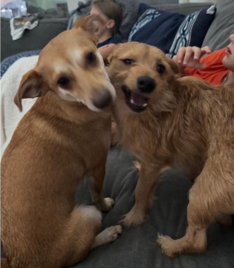 Enlarge Charizard, a Adoptable mixed breed in Sedalia, CO image 2/6