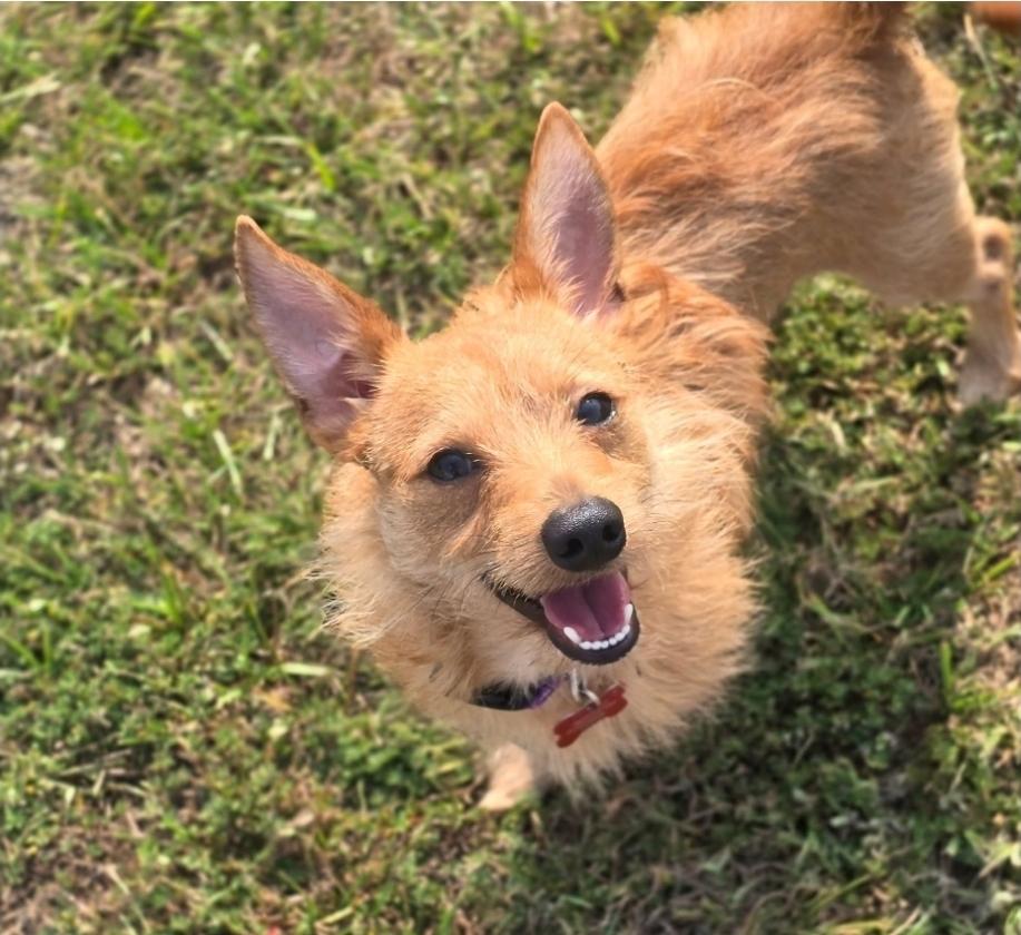 Enlarge Charizard, a Adoptable mixed breed in Sedalia, CO image 3/6
