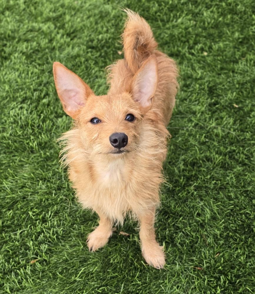 Enlarge Charizard, a Adoptable mixed breed in Sedalia, CO image 4/6