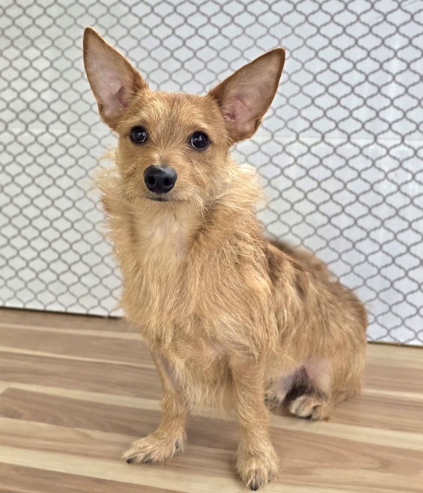 Enlarge Charizard, a Adoptable mixed breed in Sedalia, CO image 5/6