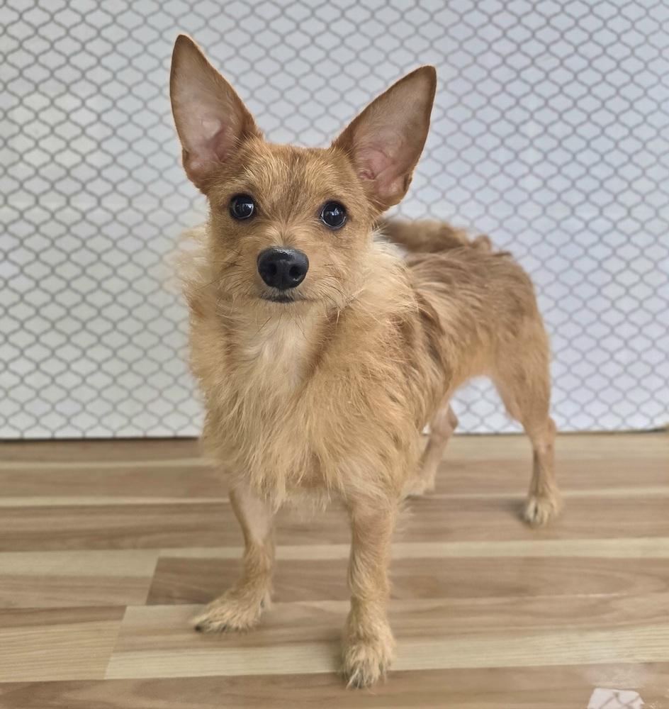 Enlarge Charizard, a Adoptable mixed breed in Sedalia, CO image 6/6