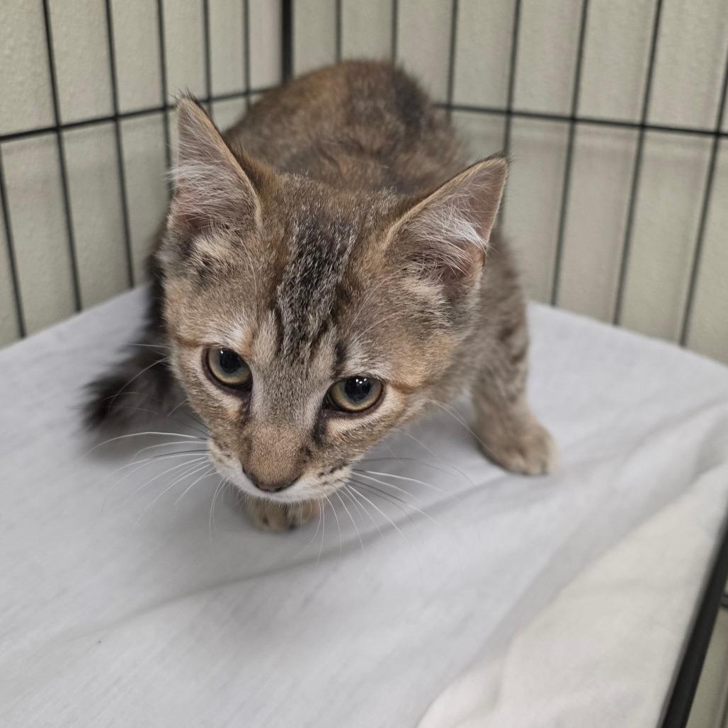 Enlarge Darla, a Adoptable mixed breed in Galax, VA image 1/3