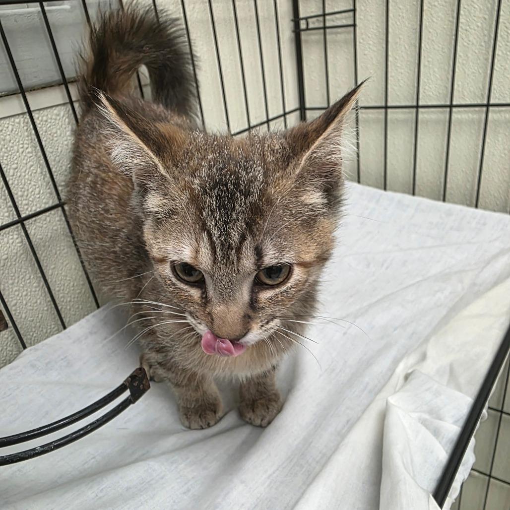 Enlarge Darla, a Adoptable mixed breed in Galax, VA image 2/3