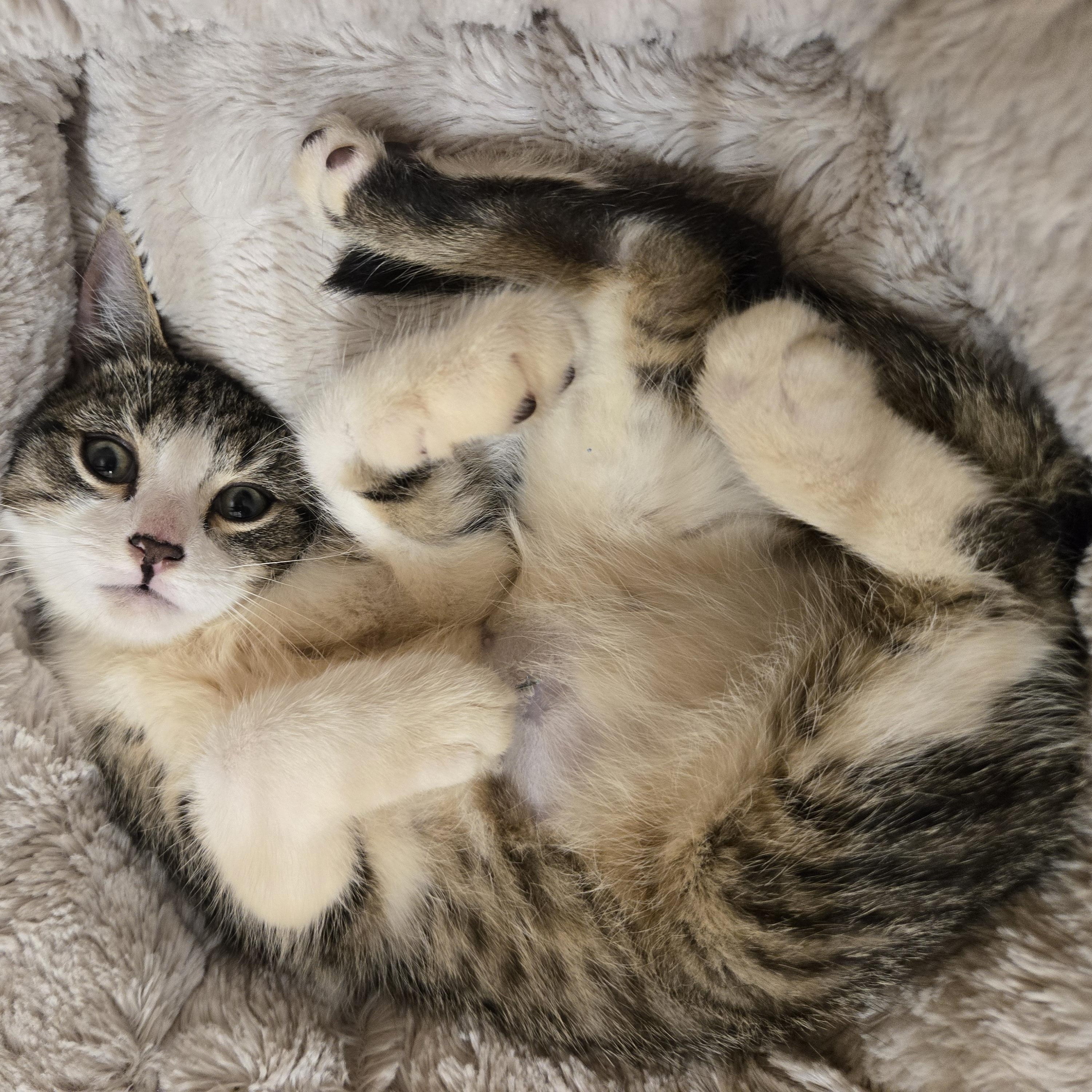 Ruby, Adopted, Kitten Male Domestic Short Hair.