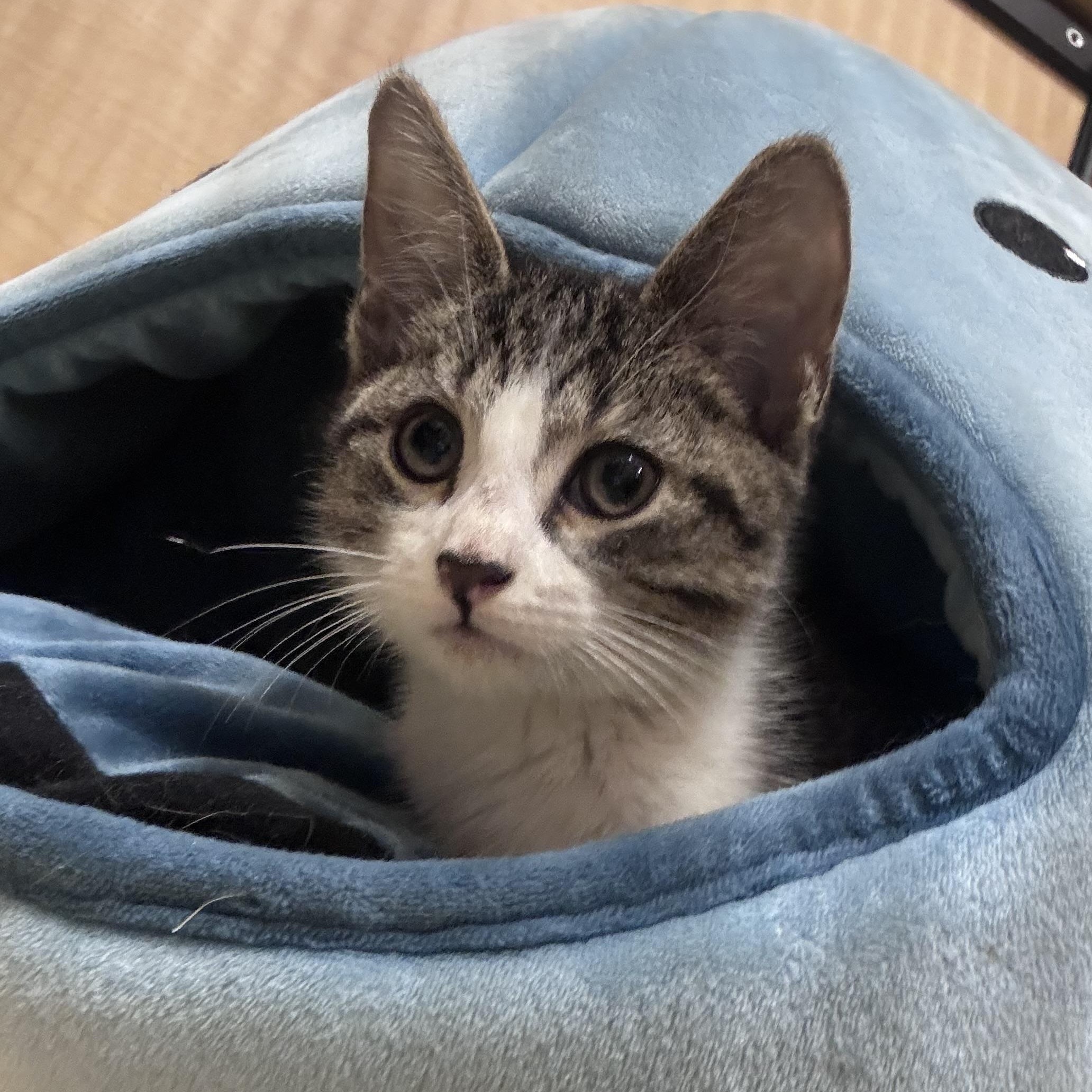 Enlarge Ruby, a Adopted Domestic Short Hair in Woburn, MA image 5/5