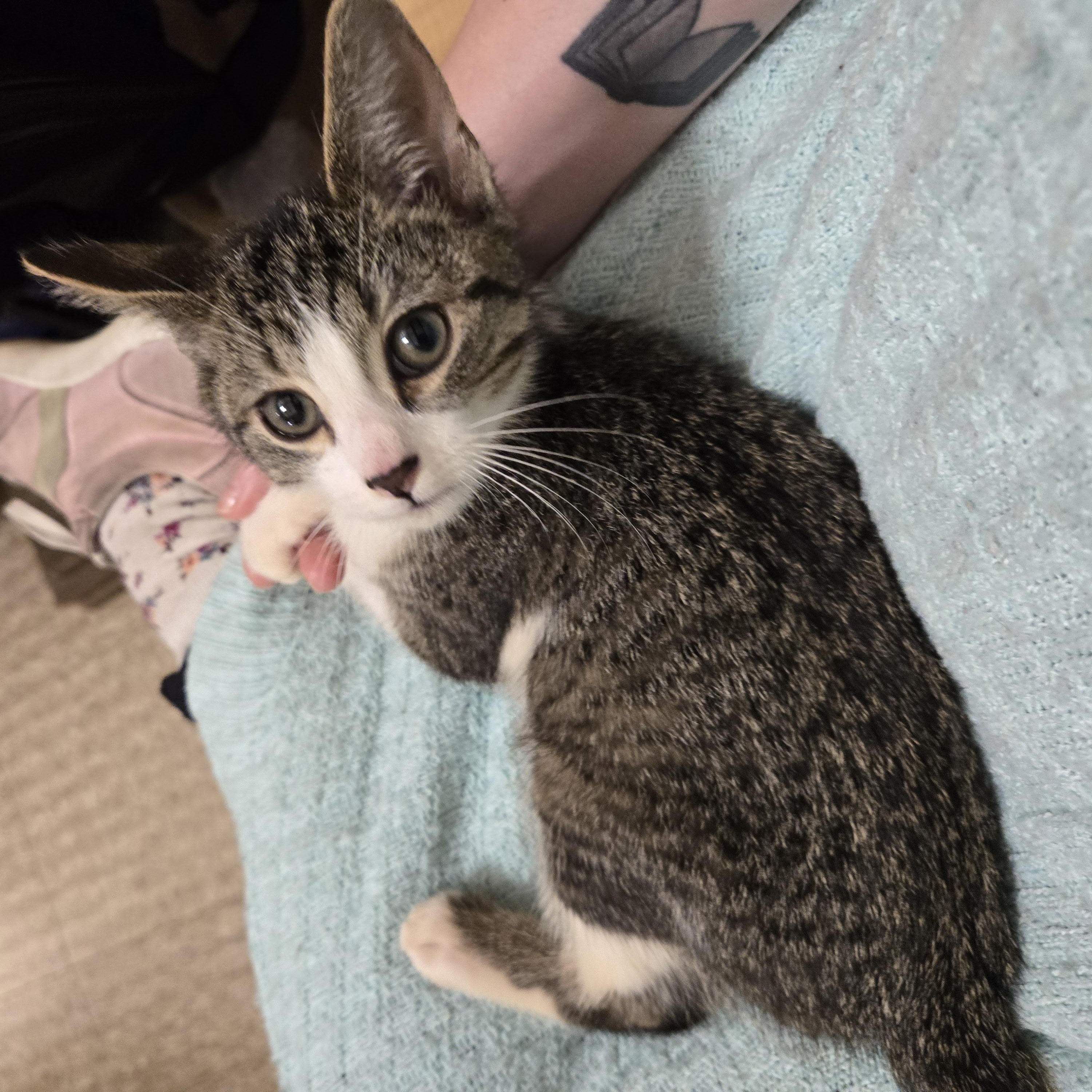 Enlarge Ruby, a Adopted Domestic Short Hair in Woburn, MA image 3/5