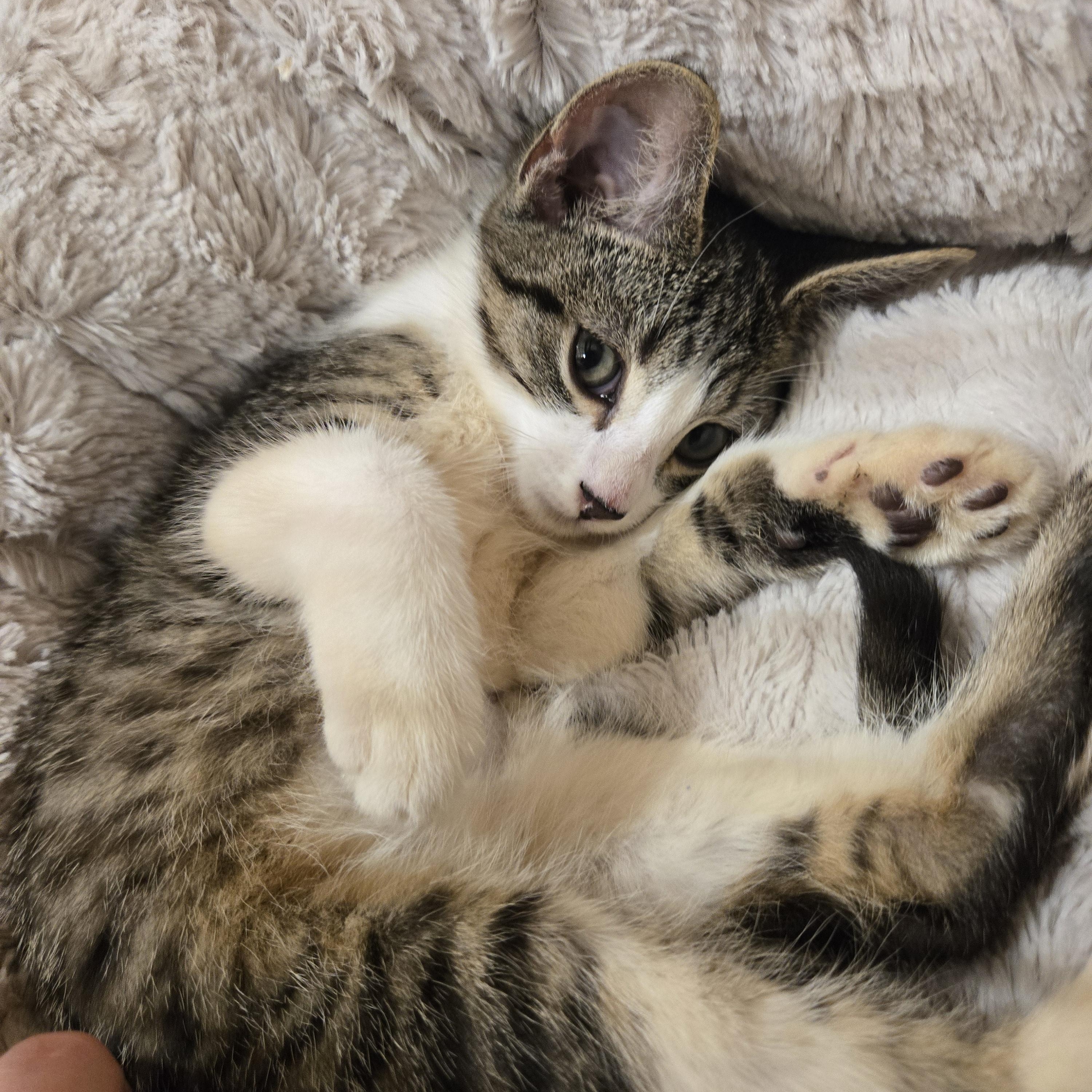 Enlarge Ruby, a Adopted Domestic Short Hair in Woburn, MA image 2/5