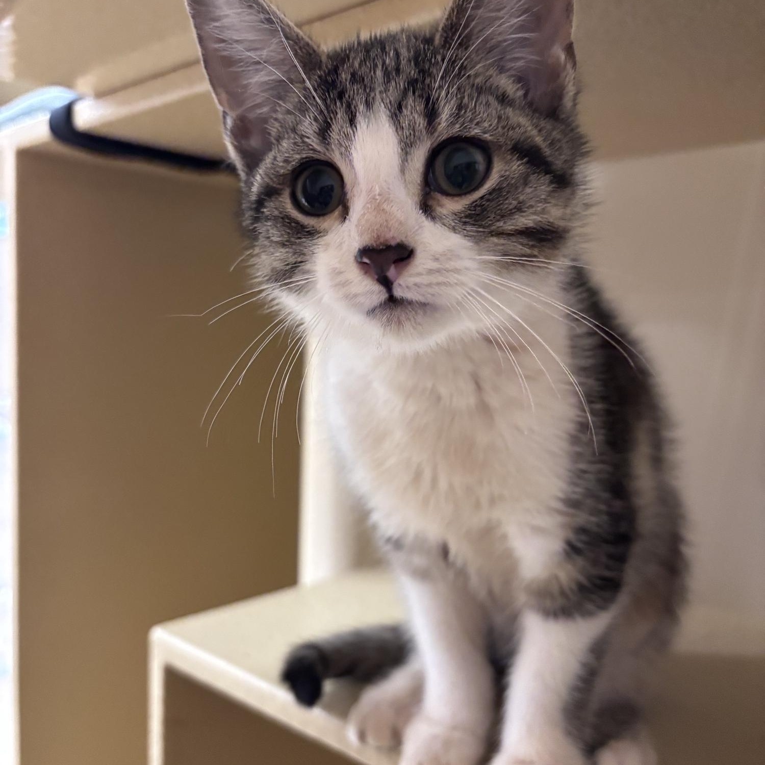 Enlarge Ruby, a Adopted Domestic Short Hair in Woburn, MA image 4/5