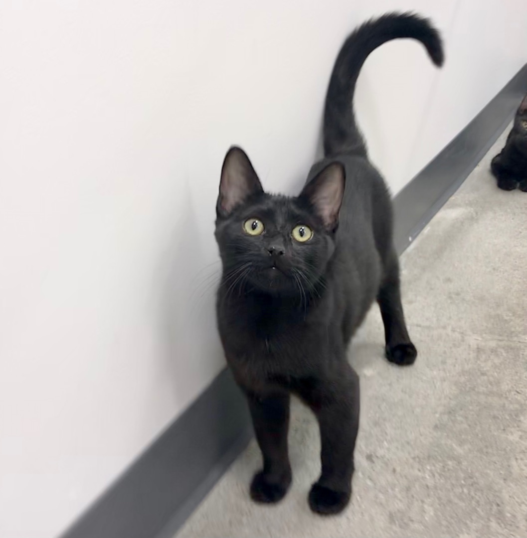 Godiva, a Adoptable American Shorthair in Vallejo, CA image 1/4