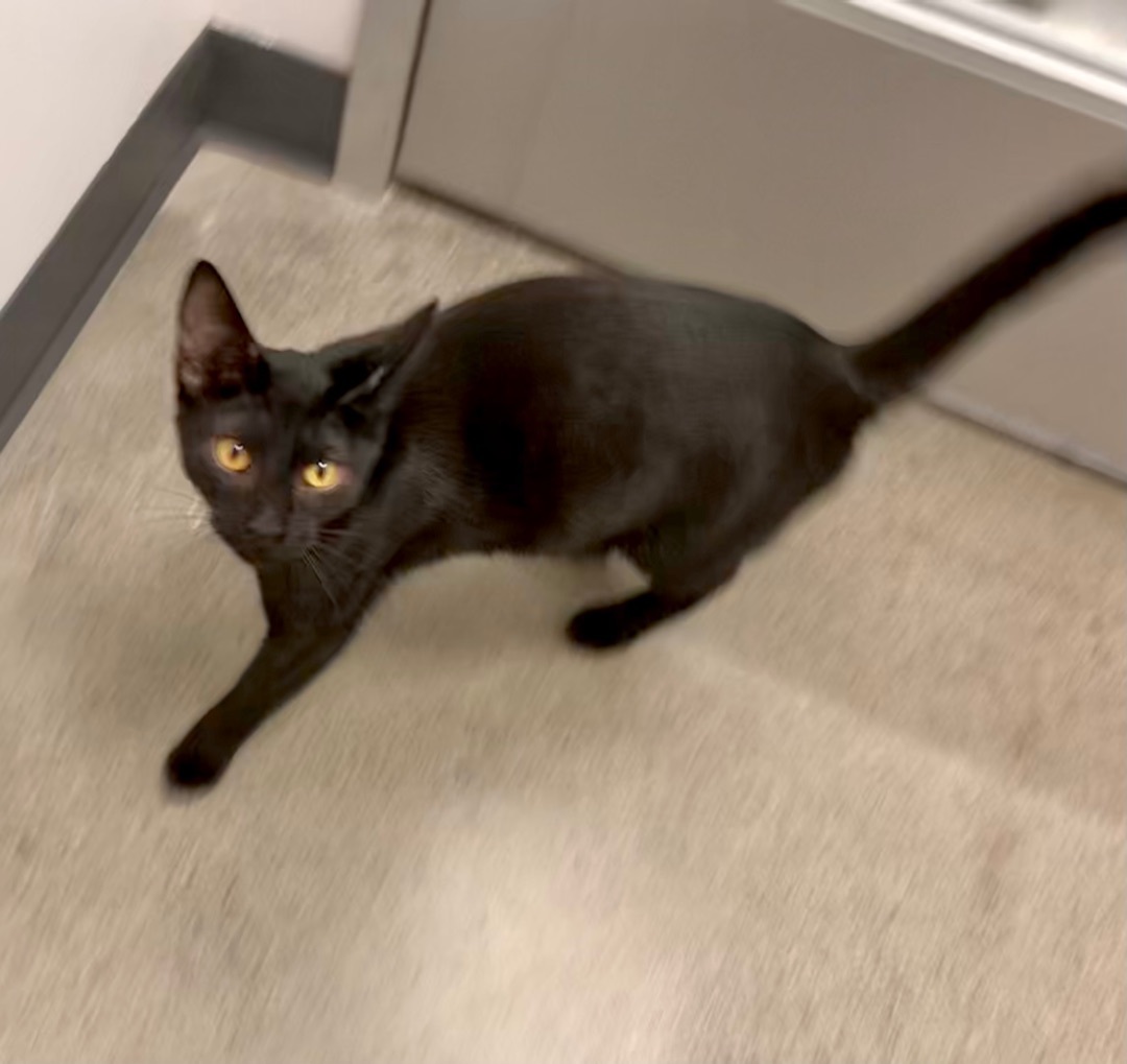 Godiva, a Adoptable American Shorthair in Vallejo, CA image 2/4