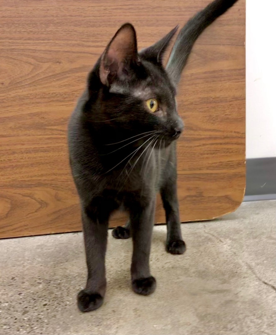 Godiva, a Adoptable American Shorthair in Vallejo, CA image 3/4