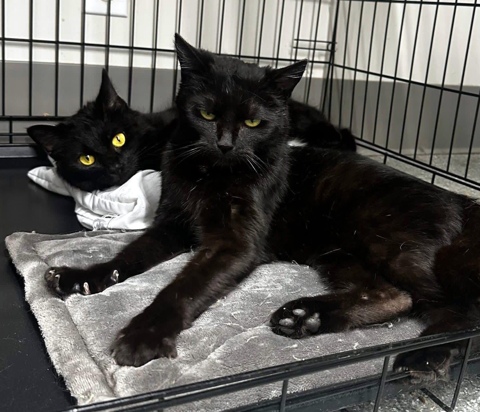 Enlarge Donna, an adopted Domestic Short Hair in Pittsburgh, PA image 3/3