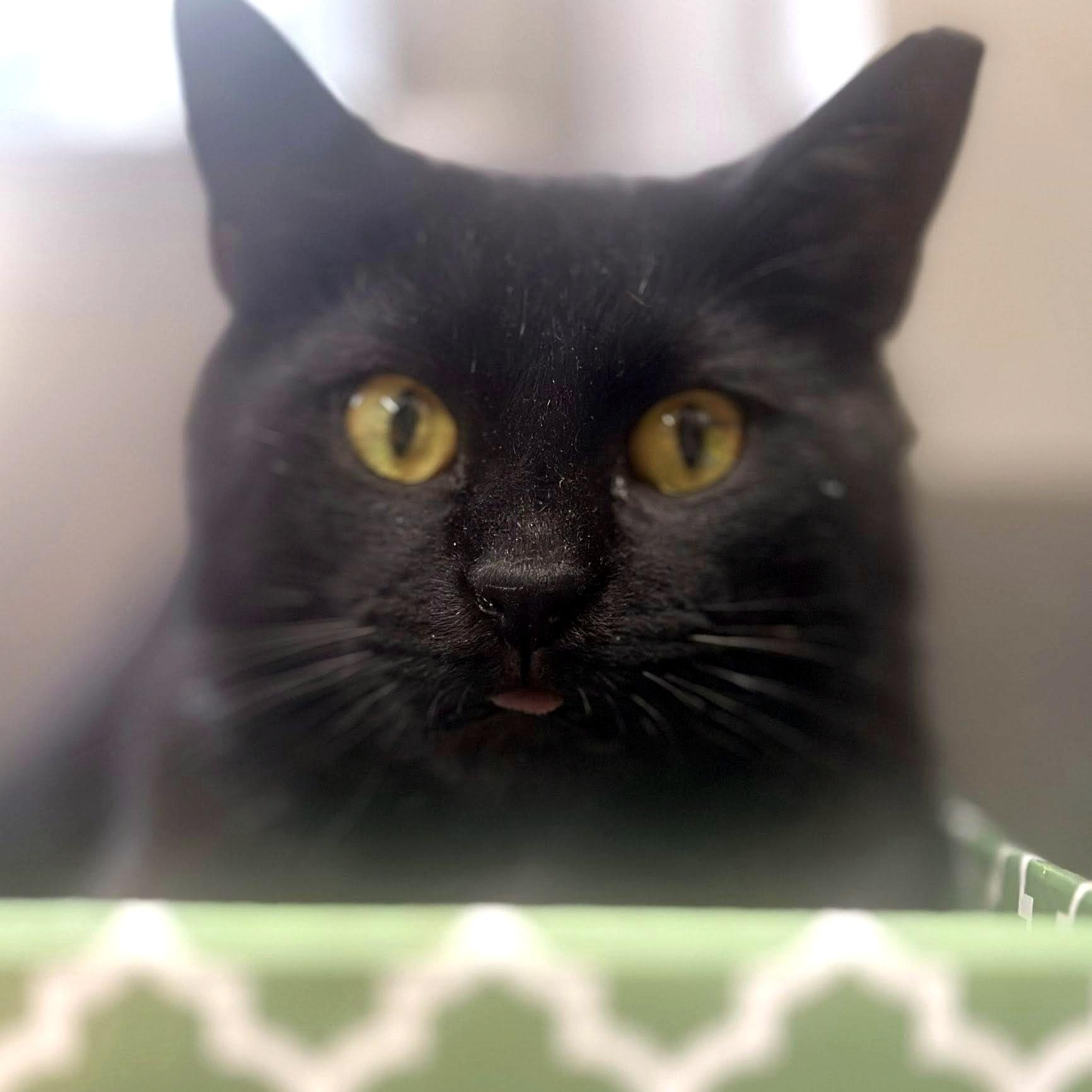 Enlarge Donna, an adopted Domestic Short Hair in Pittsburgh, PA image 2/3