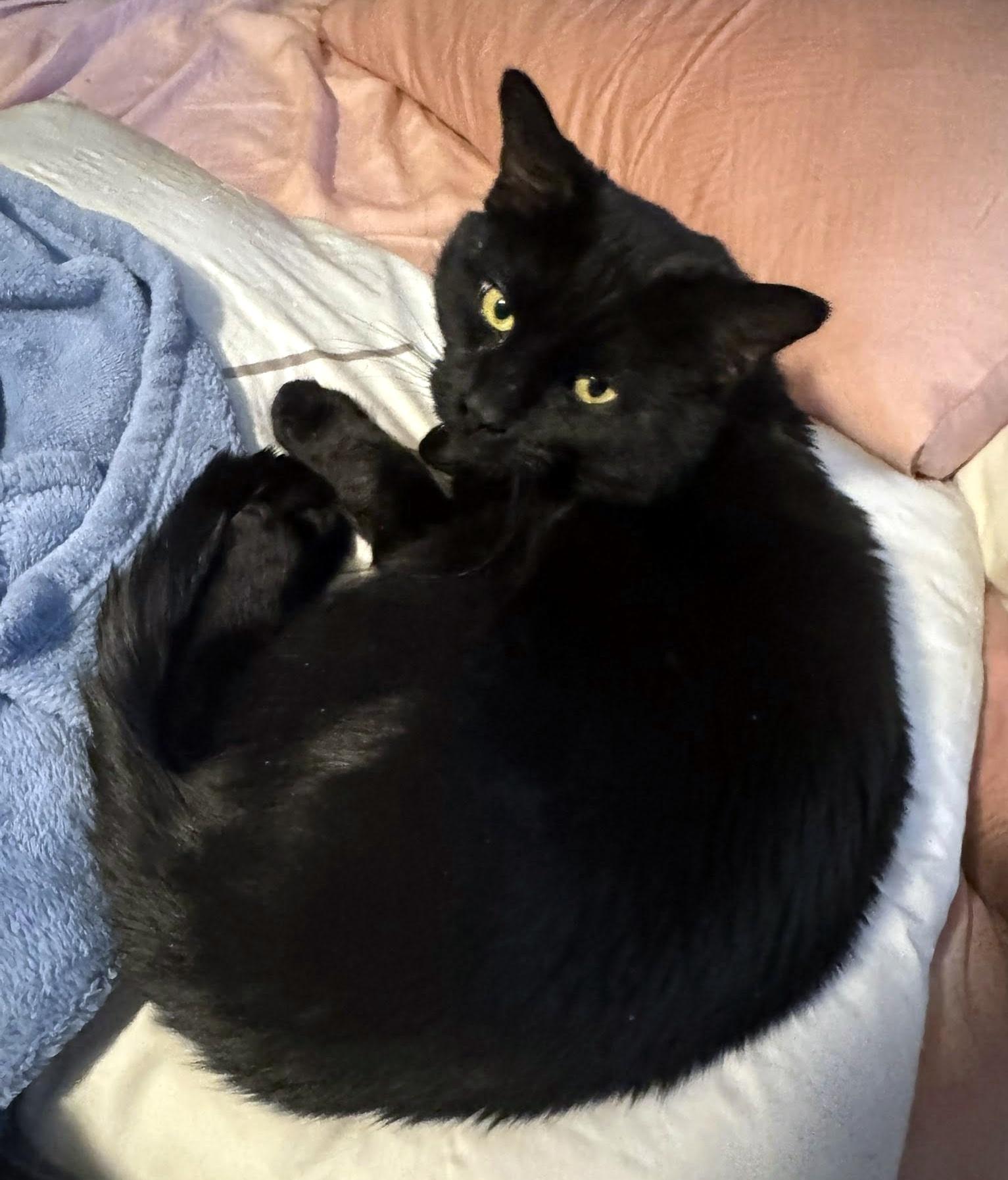 Donna, adopted, Kitten Female Domestic Short Hair.