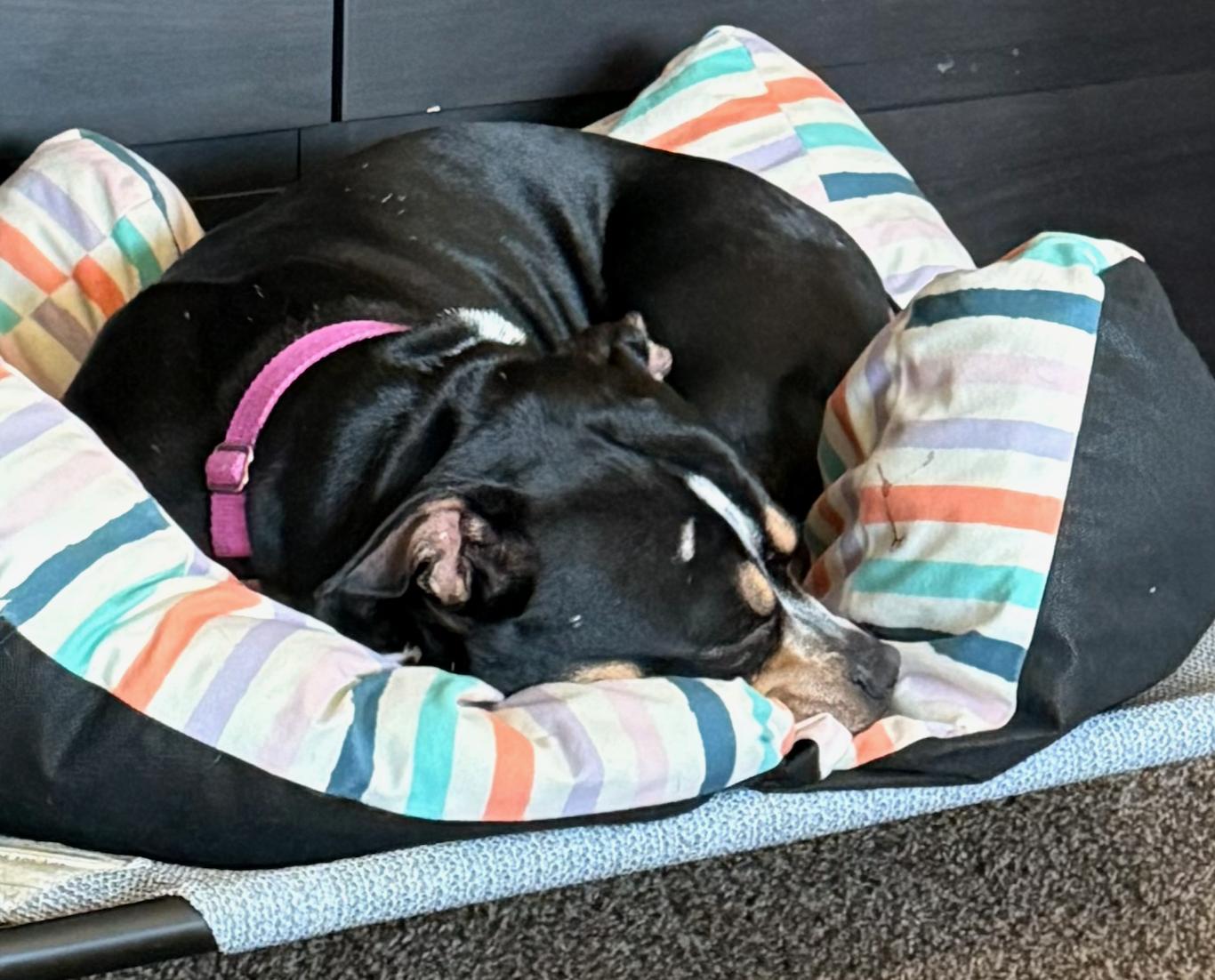 Freya, Adoptable, Adult Female Pit Bull Terrier & English Bulldog.