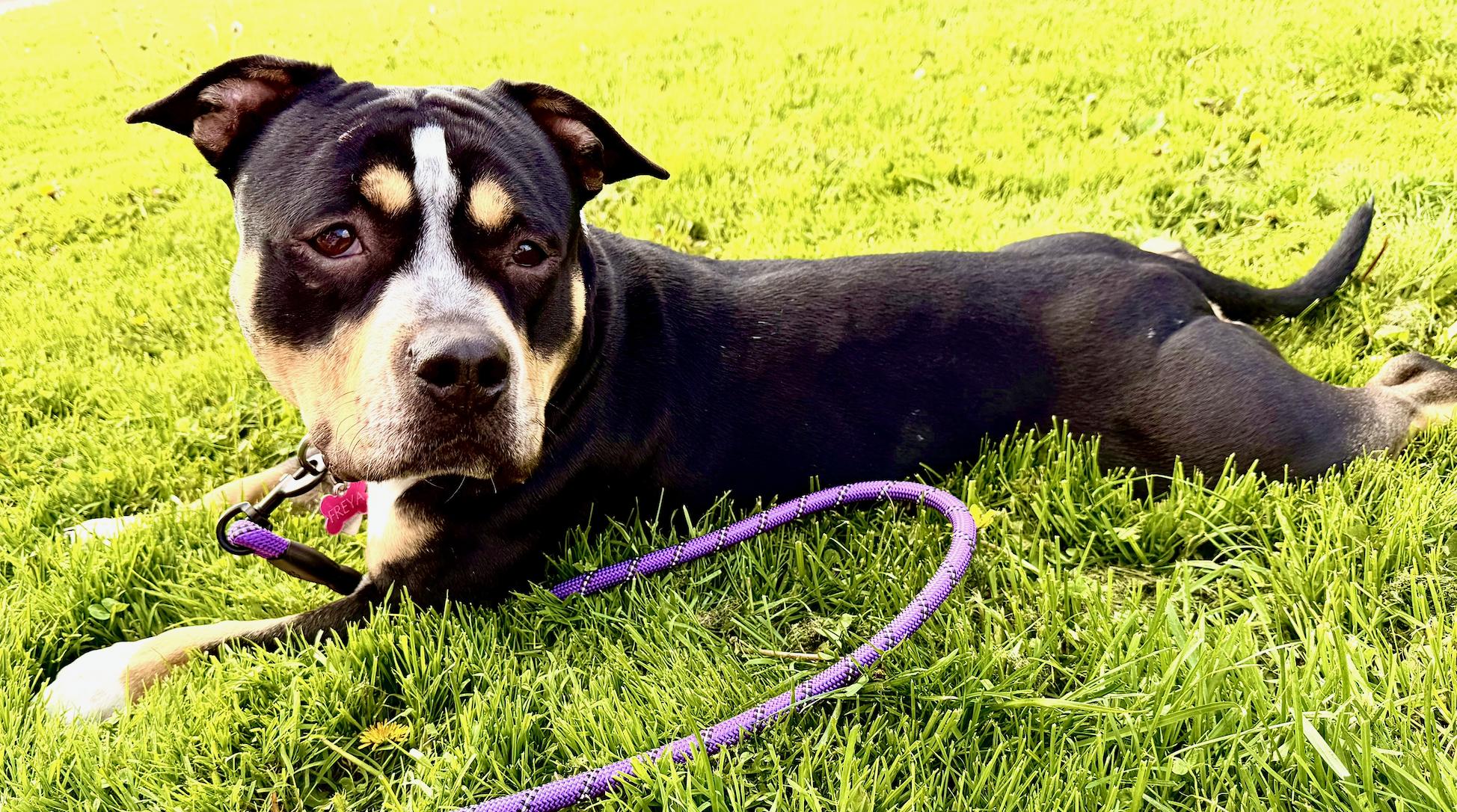 Freya, a Adoptable mixed breed in Troy, MI image 2/5