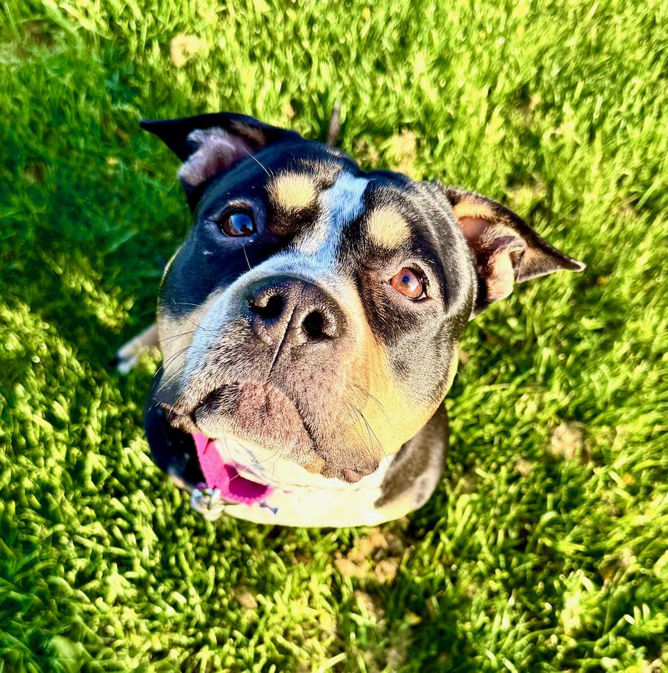 Freya, a Adoptable mixed breed in Troy, MI image 3/5