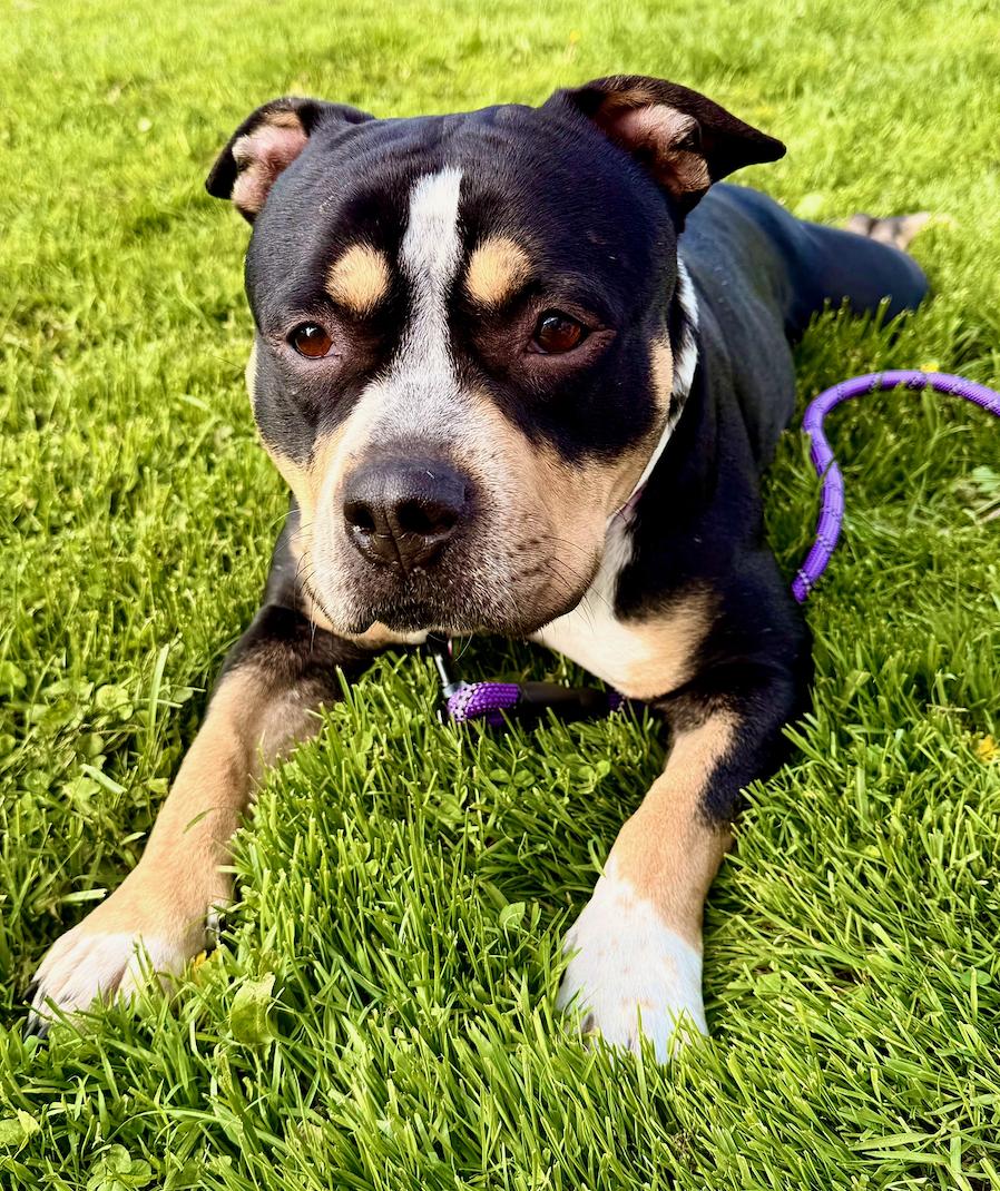 Freya, a Adoptable mixed breed in Troy, MI image 4/5