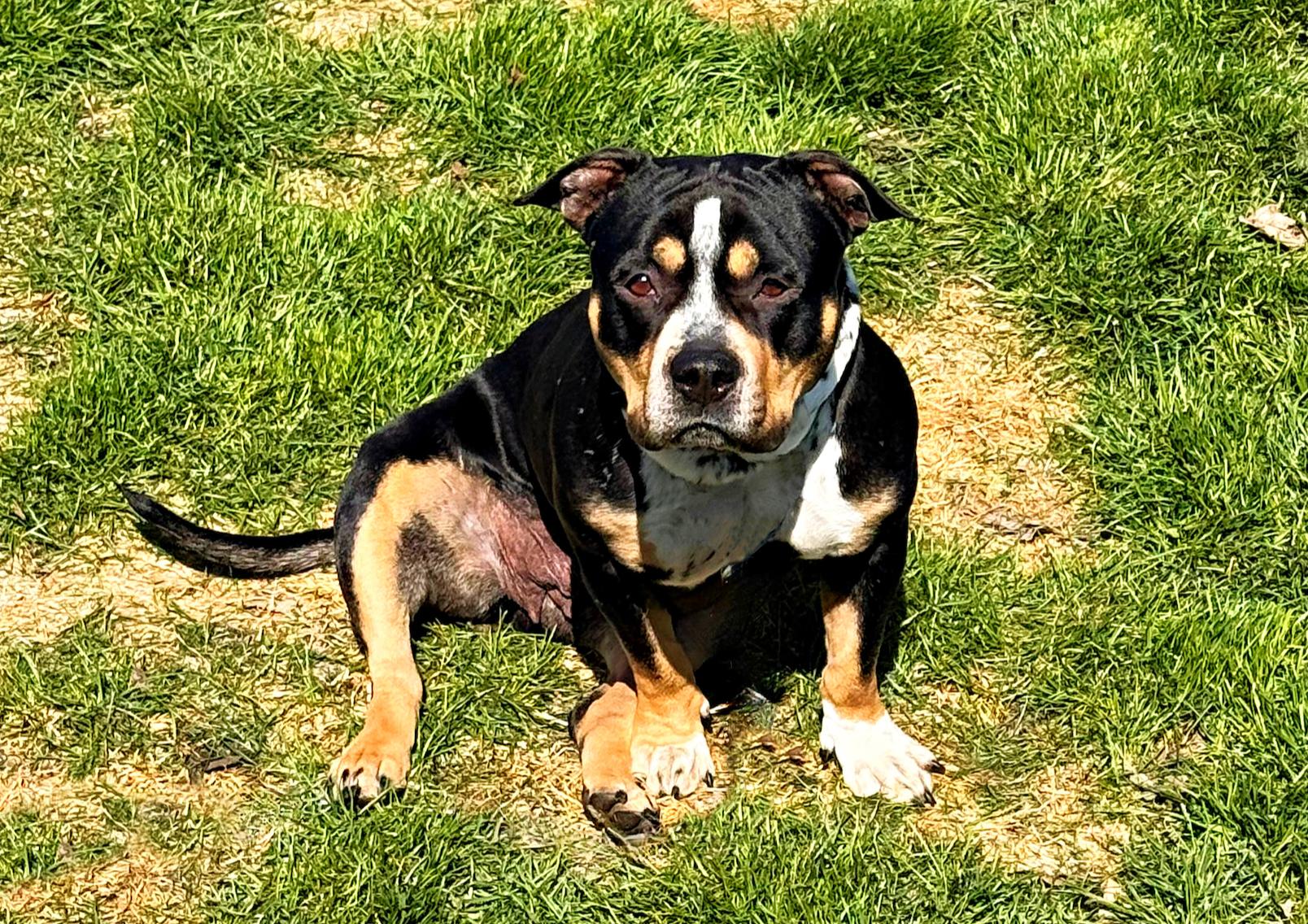 Freya, a Adoptable mixed breed in Troy, MI image 5/5