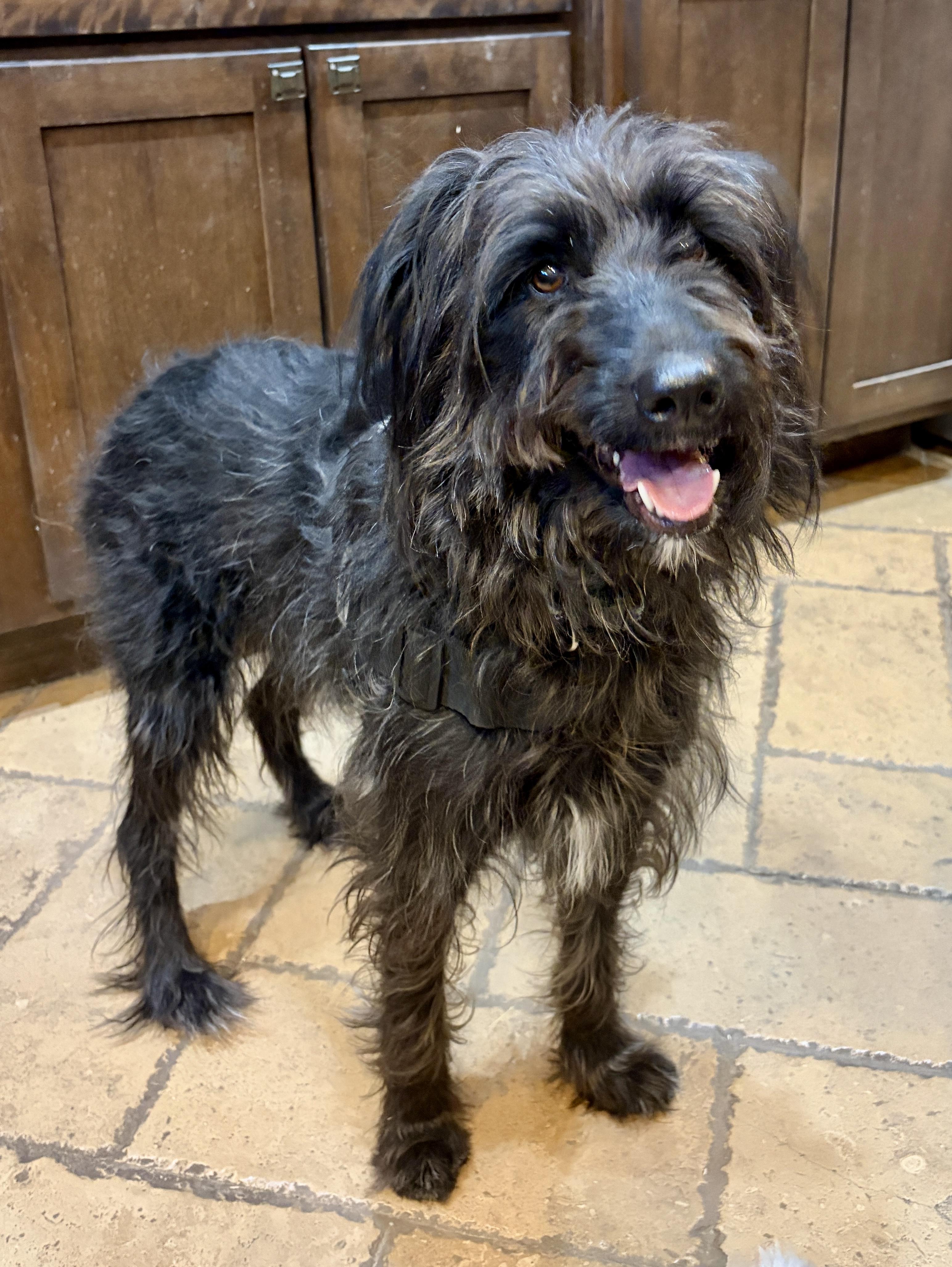 Anna * MN, a ADOPTABLE Aussiedoodle in Albert Lea, MN image 2/3
