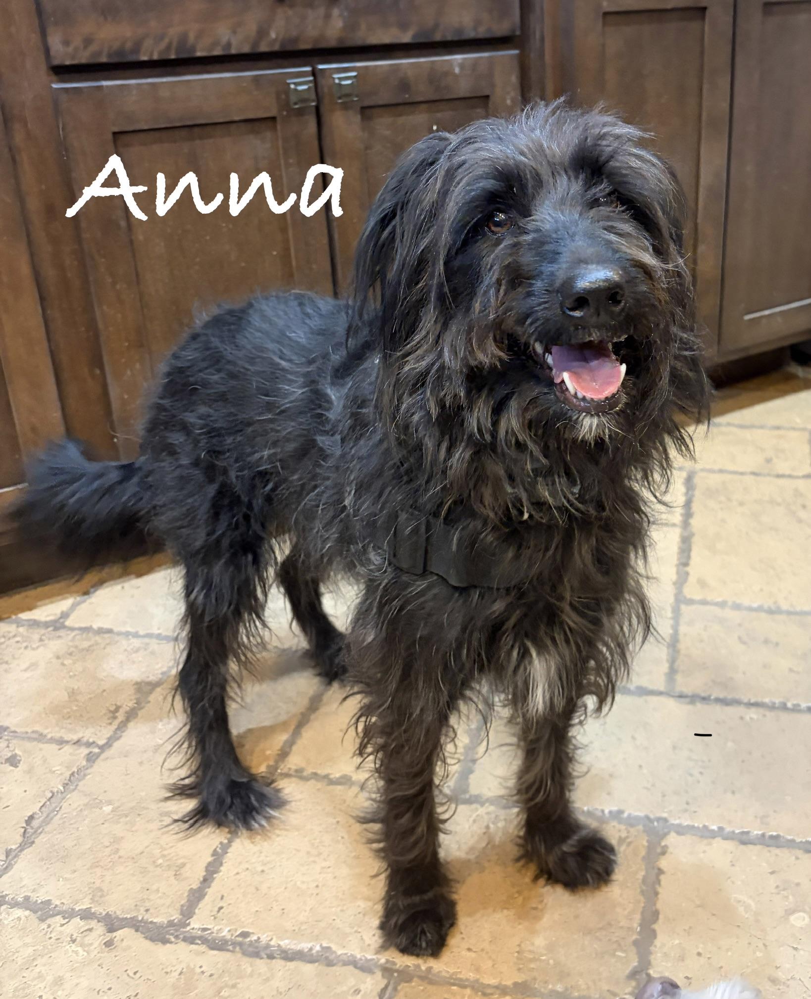 Anna * MN, a ADOPTABLE Aussiedoodle in Albert Lea, MN image 1/3