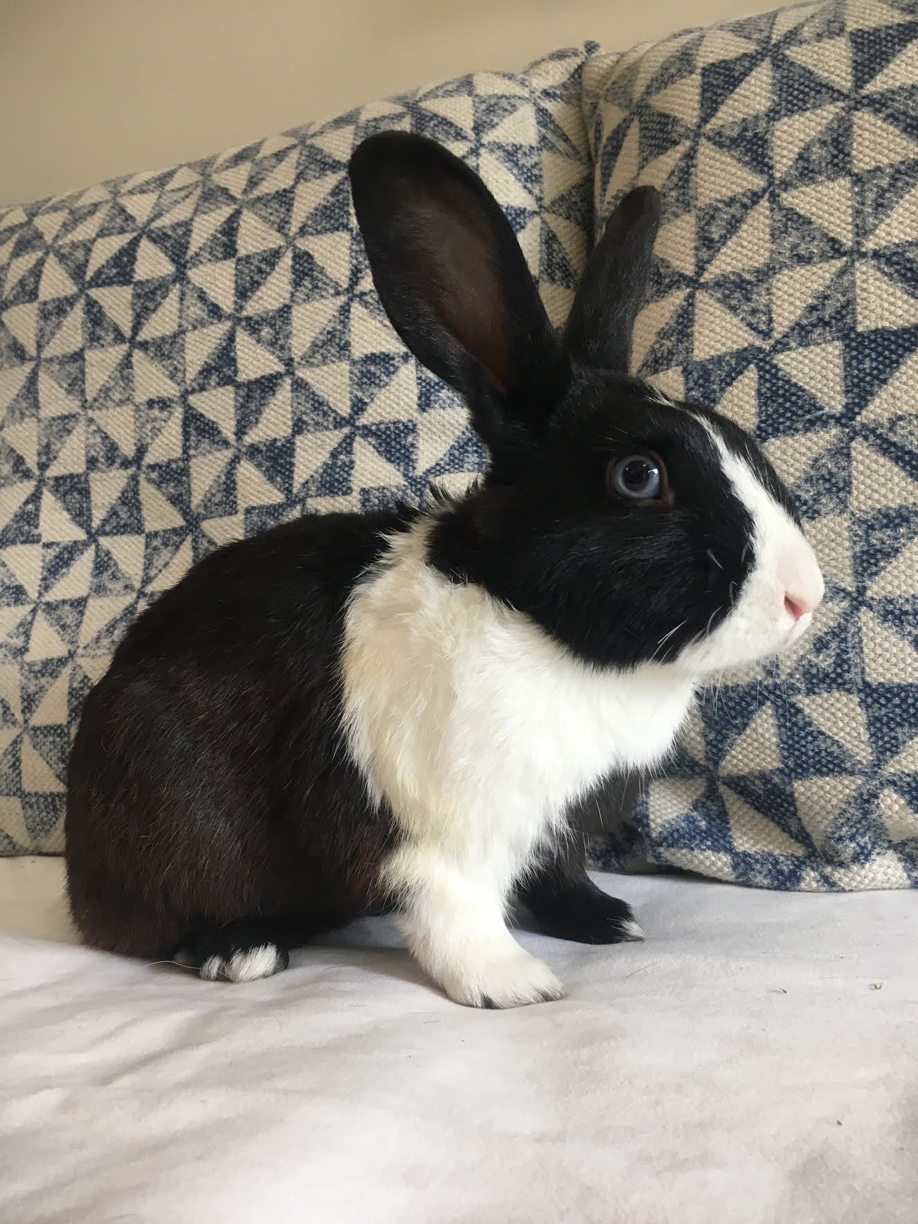 Elio, a Adoptable Dutch in Los Angeles, CA image 1/12