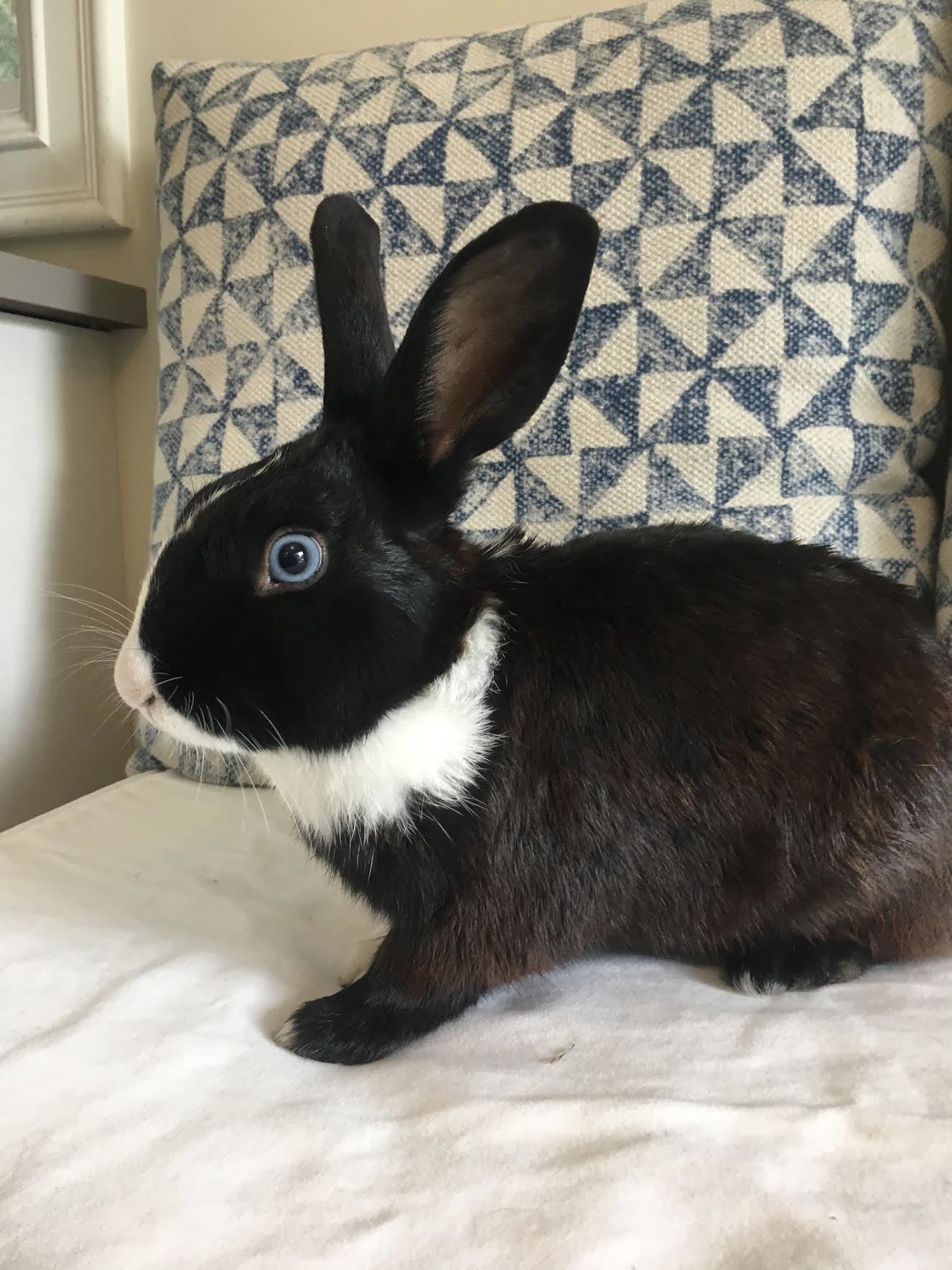 Elio, a Adoptable Dutch in Los Angeles, CA image 2/12