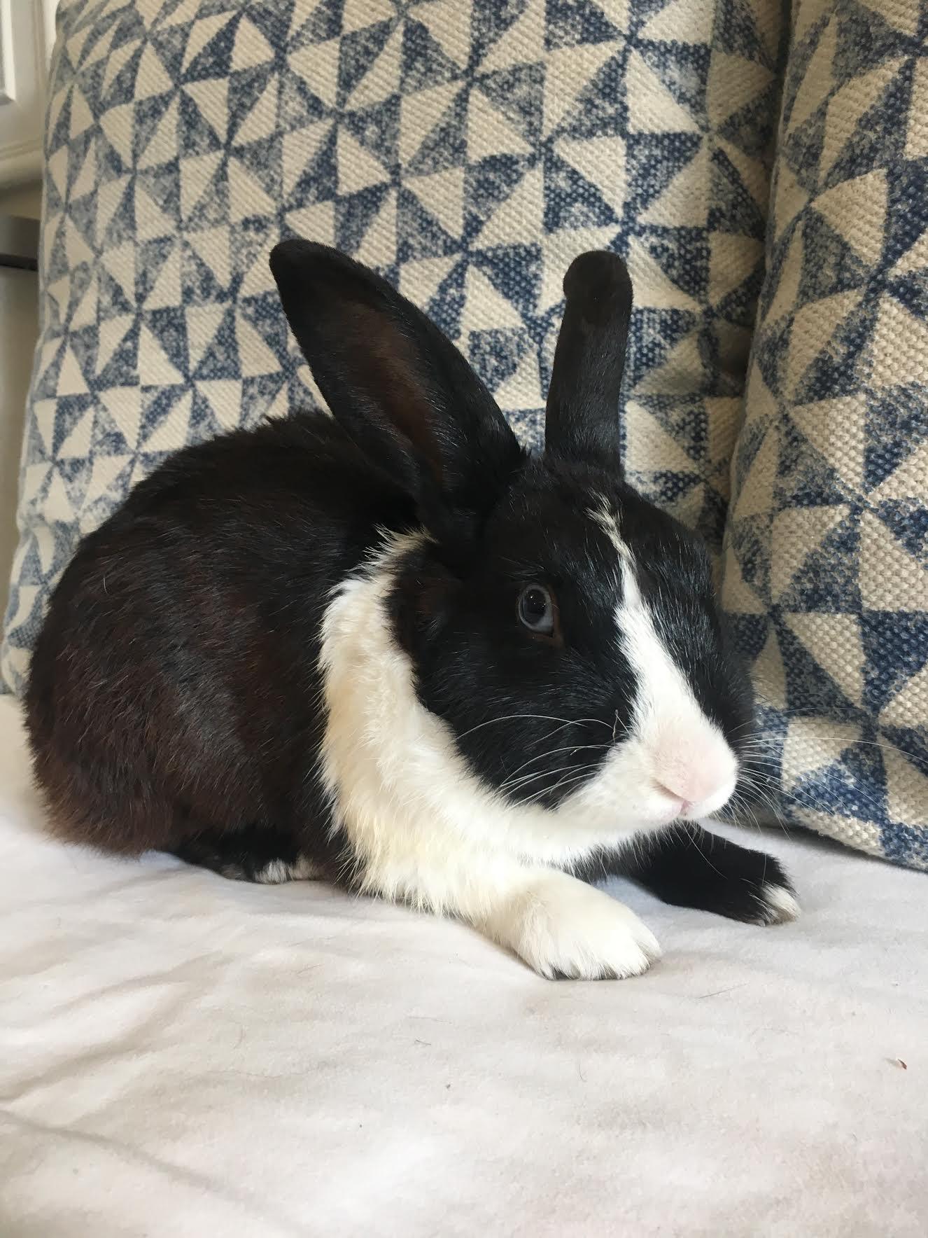 Elio, a Adoptable Dutch in Los Angeles, CA image 3/12