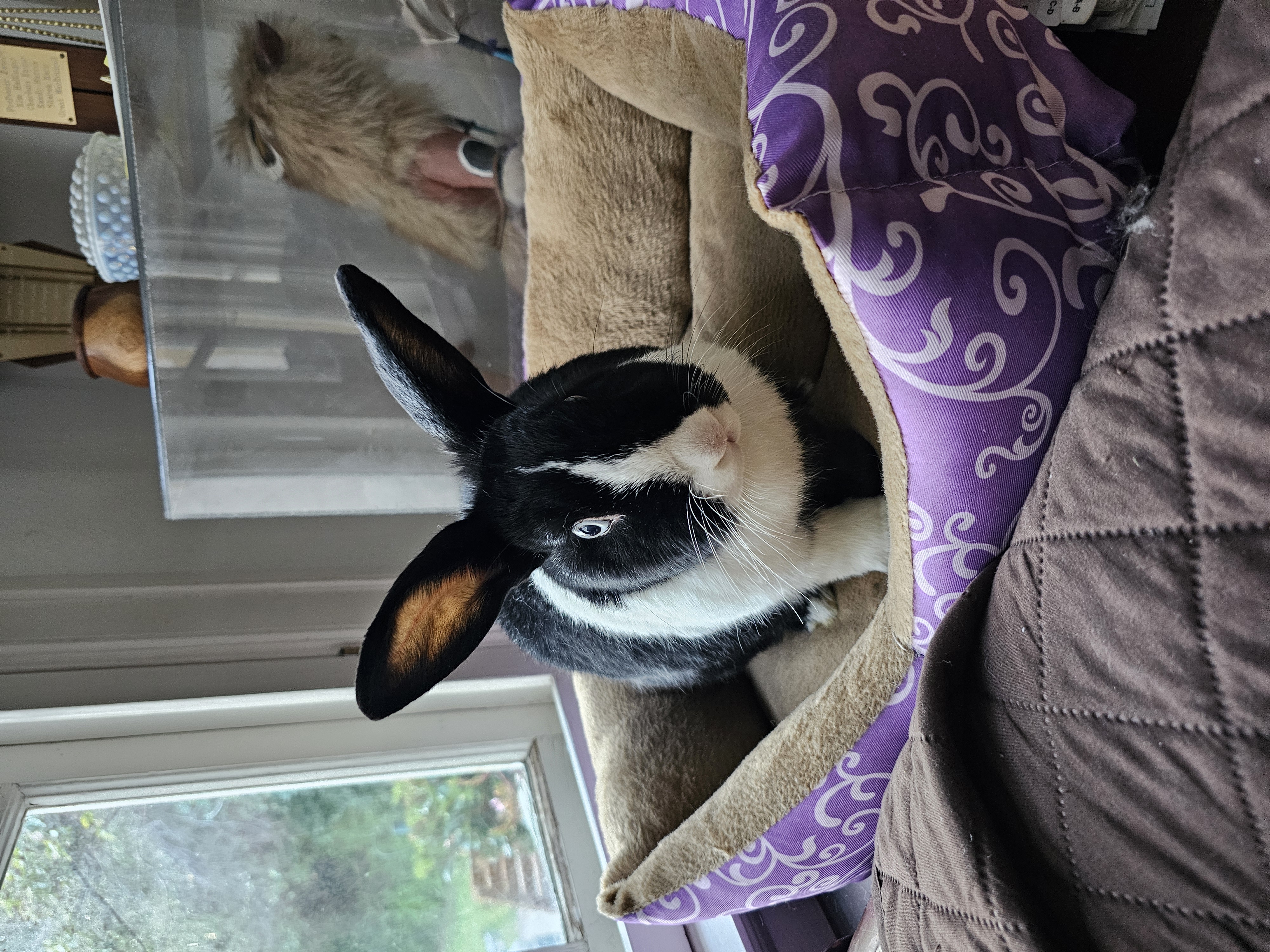 Elio, a Adoptable Dutch in Los Angeles, CA image 4/12