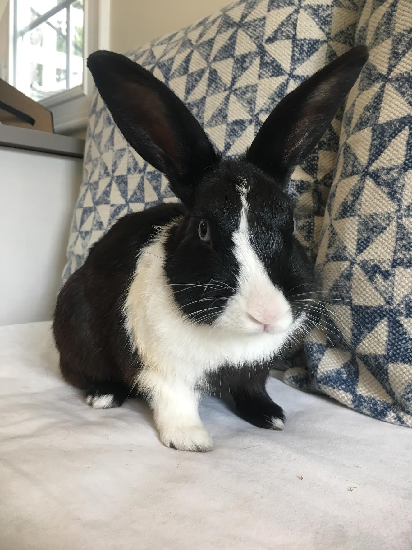 Elio, a Adoptable Dutch in Los Angeles, CA image 5/12