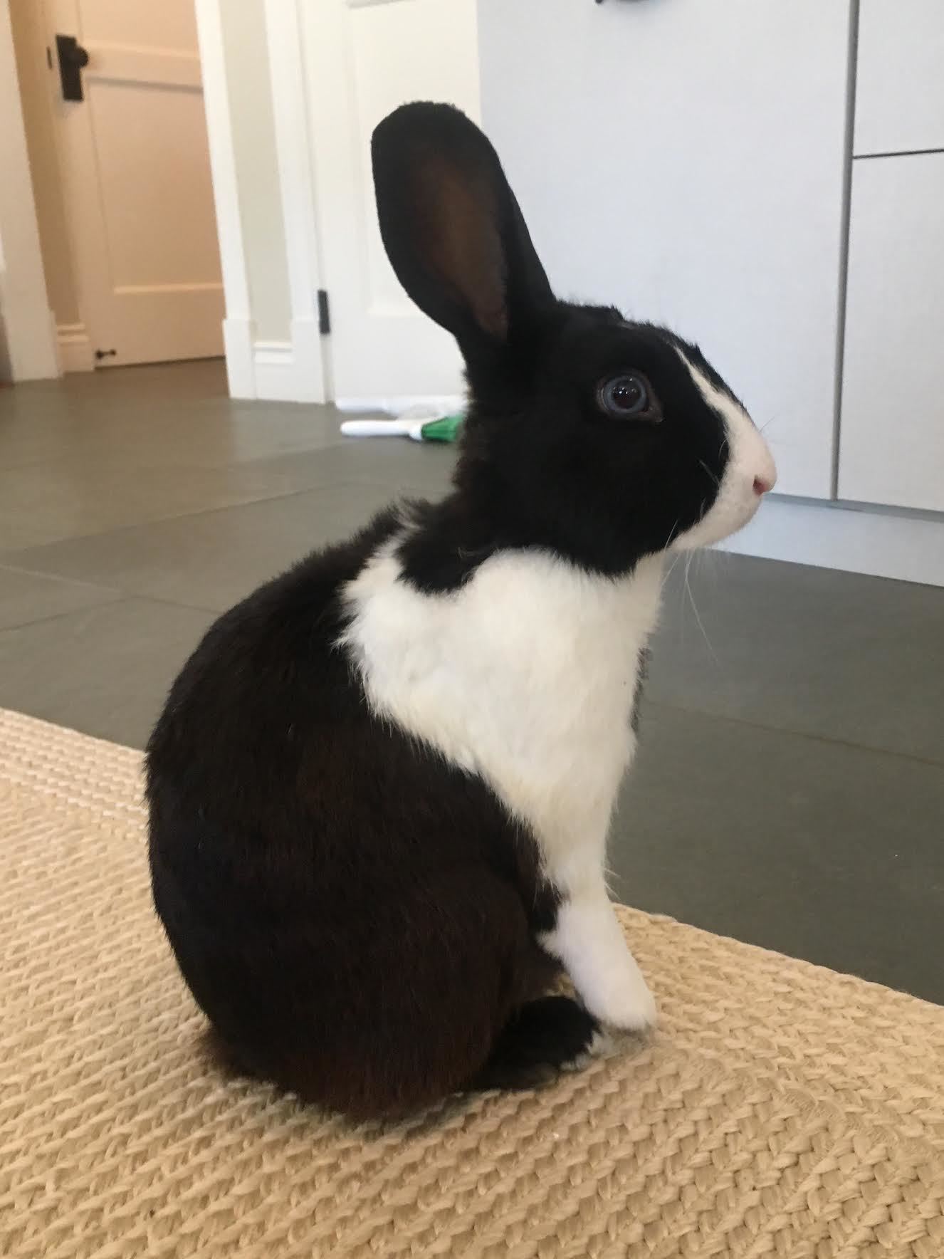 Elio, a Adoptable Dutch in Los Angeles, CA image 6/12