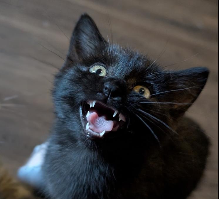 Enlarge Billy, a Adoptable Domestic Medium Hair in Statesville, NC image 1/1