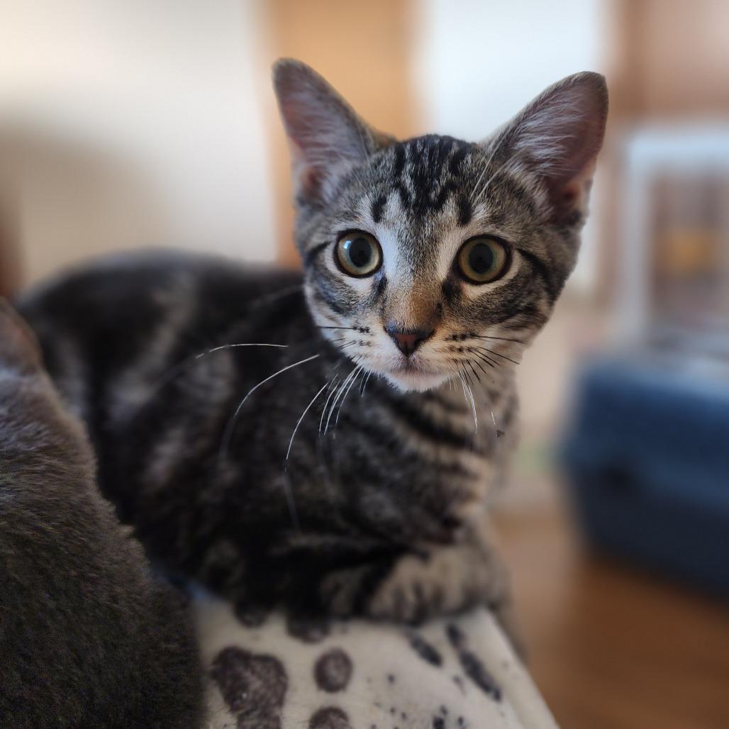 Ciara, a Adoptable Domestic Short Hair in Wichita, KS image 6/6