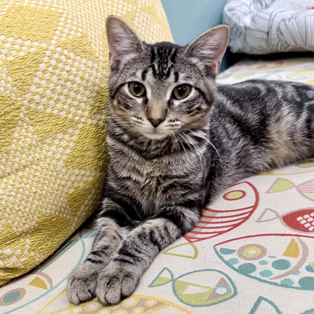 Ciara, a Adoptable Domestic Short Hair in Wichita, KS image 2/6