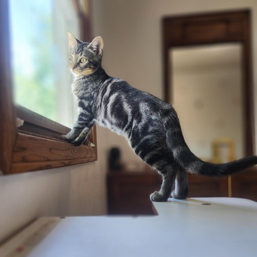 Ciara, a Adoptable Domestic Short Hair in Wichita, KS image 3/6