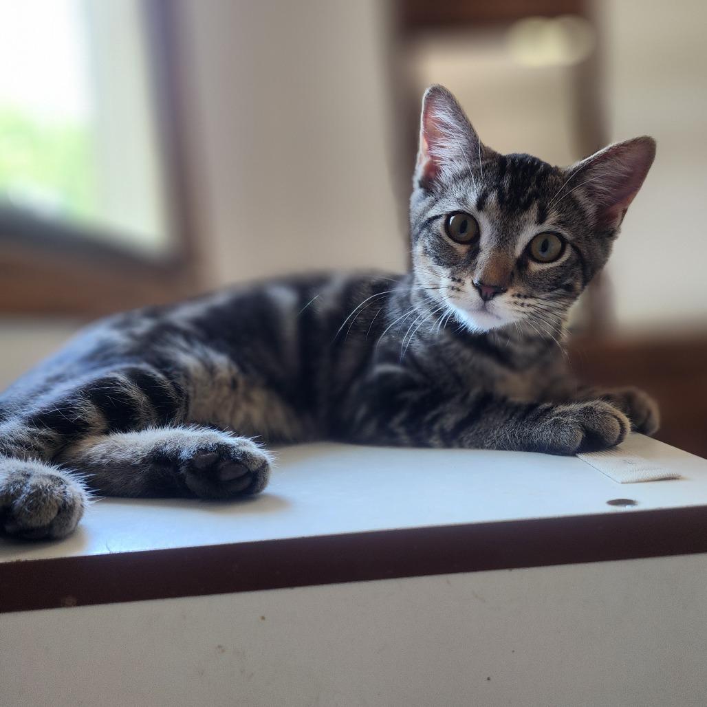 Ciara, a Adoptable Domestic Short Hair in Wichita, KS image 4/6